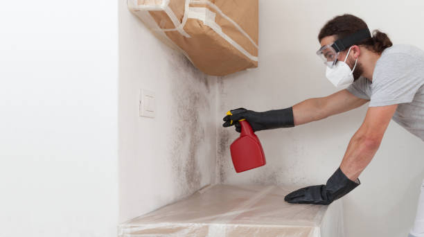 Professional Attic Mold Remediation technician working in Grampian, PA
