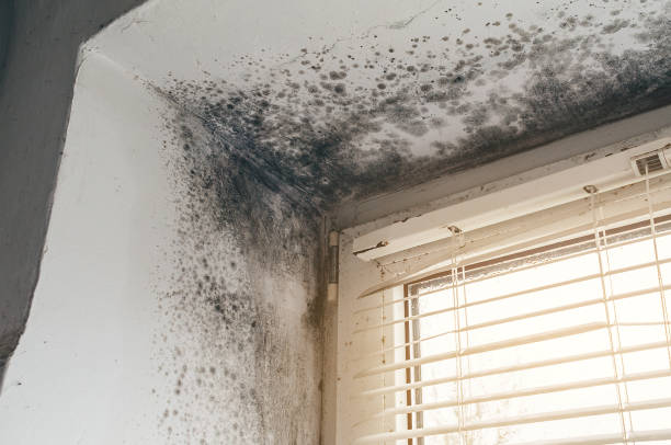 Affordable Attic Mold Remediation solutions in Grampian, PA